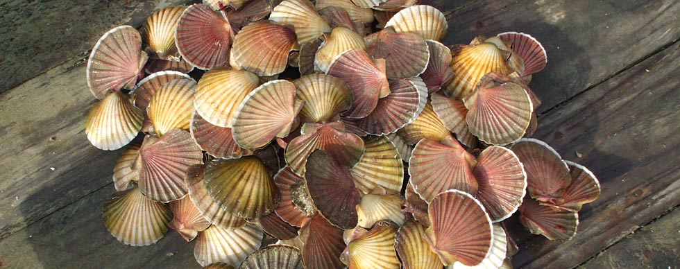 Scallops
